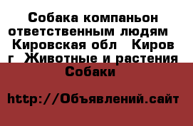 Собака-компаньон ответственным людям - Кировская обл., Киров г. Животные и растения » Собаки   